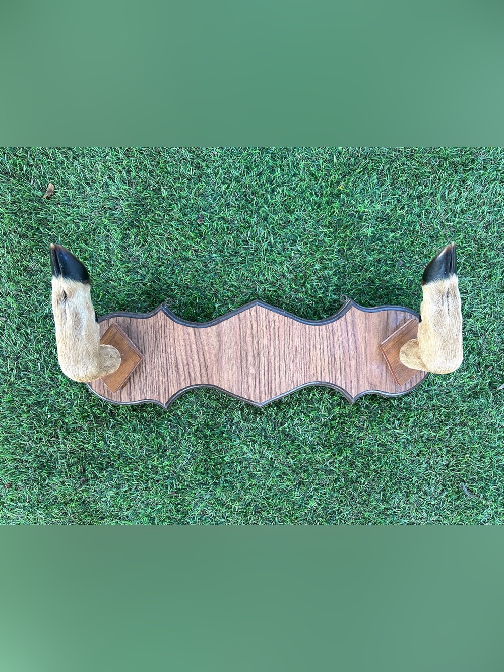 Deer hoof taxidermy gun / coat rack